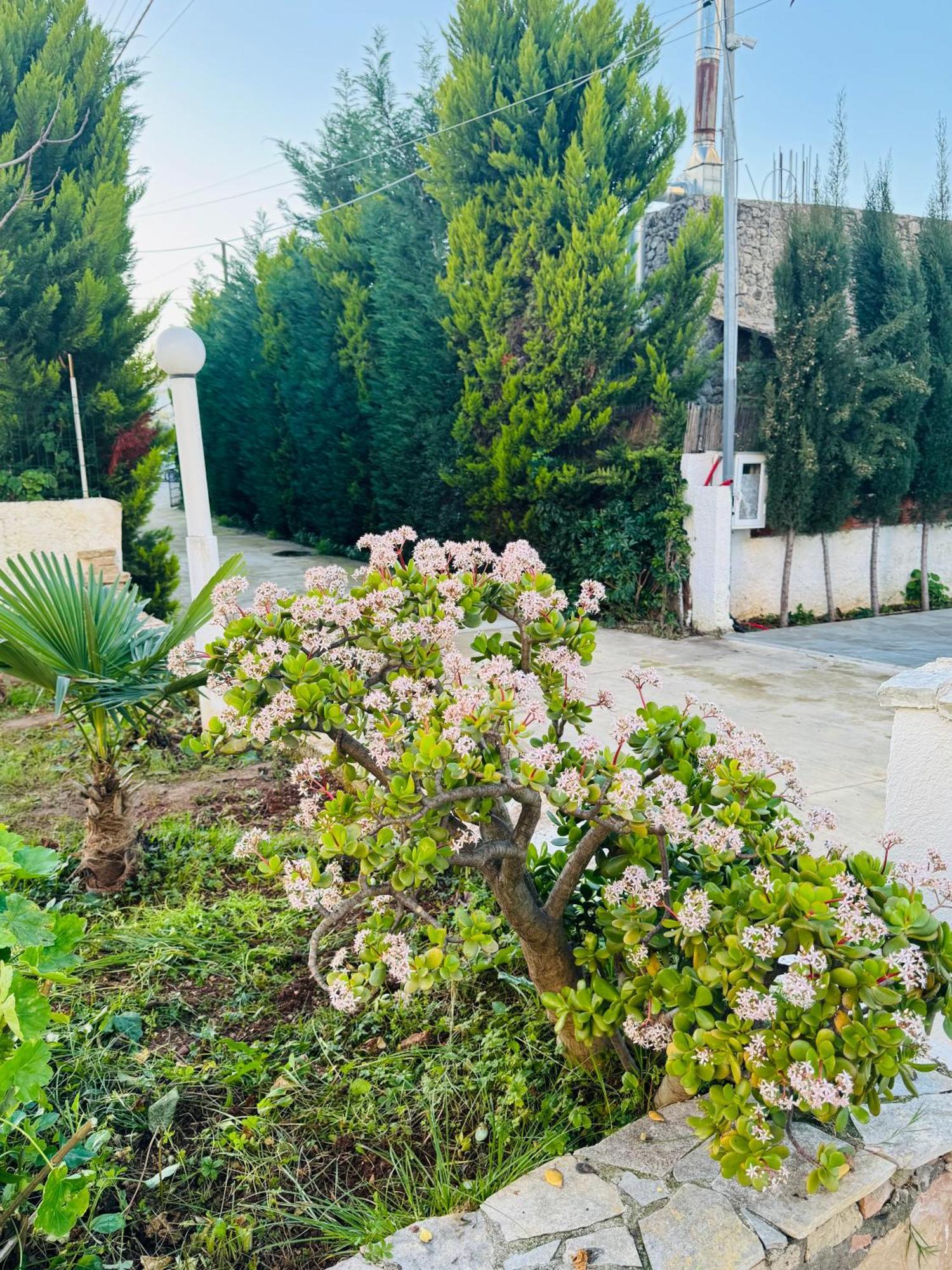 Central Garden Residence Sofia - Free Parking クサミル エクステリア 写真